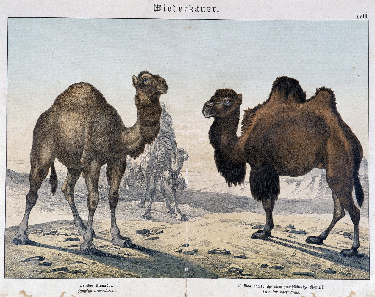 Dromedario e cammello - in "Natural histories of mammals", ed. Schreiber, Monaco da Unknown artist