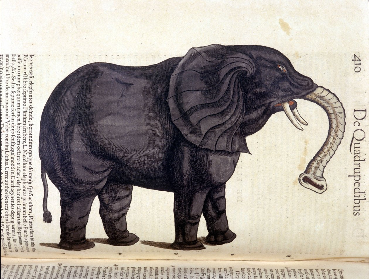 Elefante dall