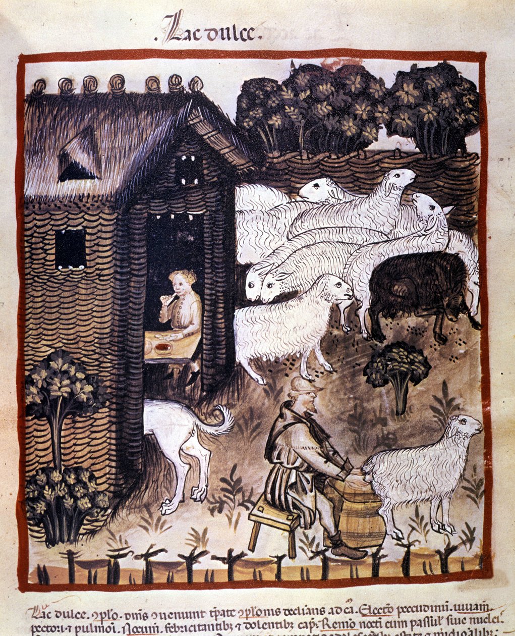 Lavoro agricolo: mungitura delle pecore per produrre latte e formaggio. Miniatura dal Tacuinum sanitatis da Unknown artist