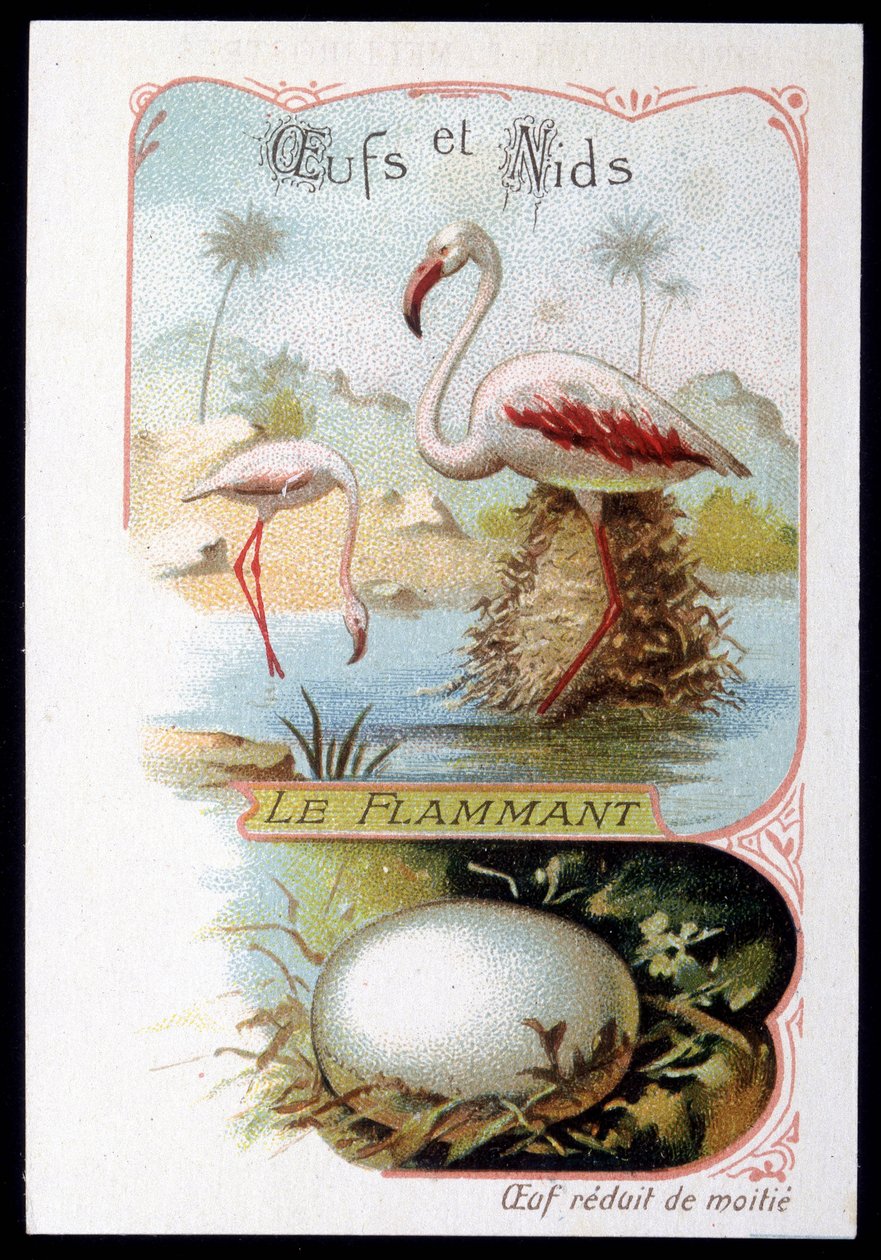 Fenicottero - Uova e Nidi. Cromolitografia del XIX secolo da Unknown artist