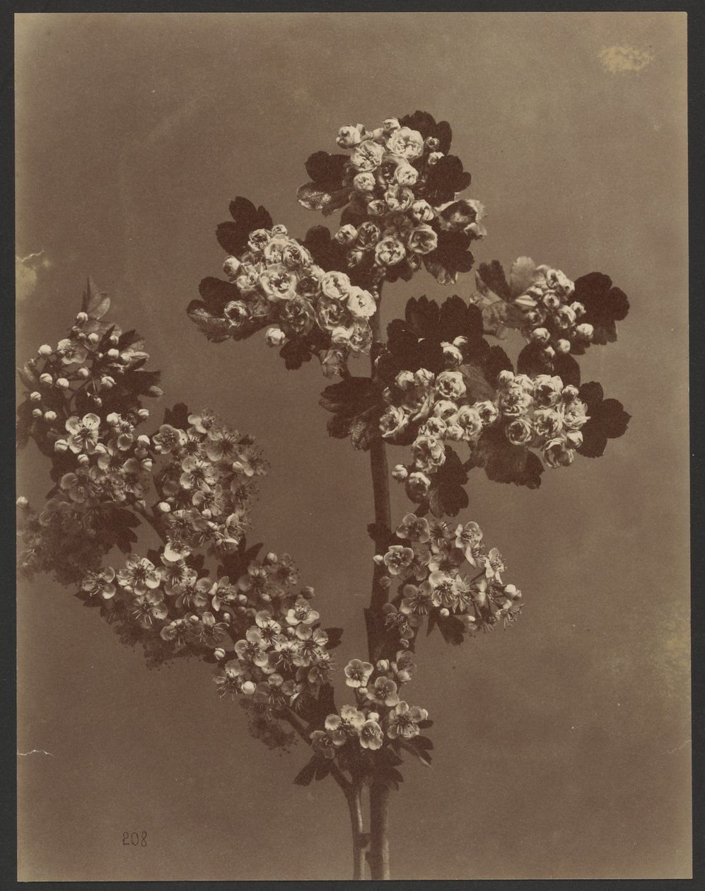 [Studio floreale con più mazzi di fiori]. da Unknown artist