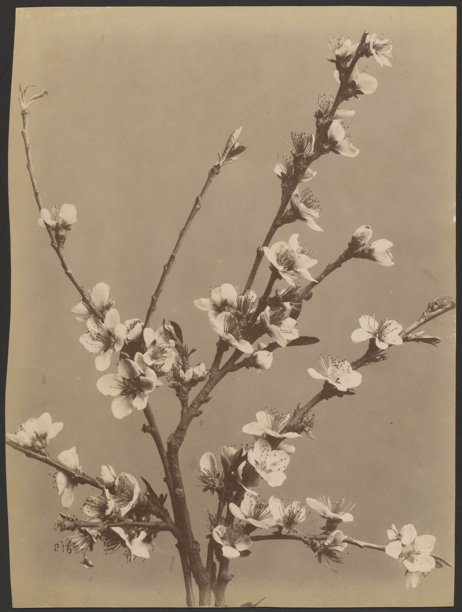 [Studio floreale con piccoli fiori bianchi] da Unknown artist