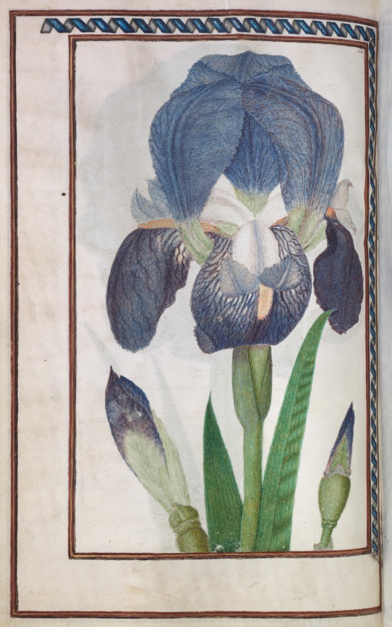 Florilegium: (pagina 14 verso) iris blu e bianco da Unknown artist