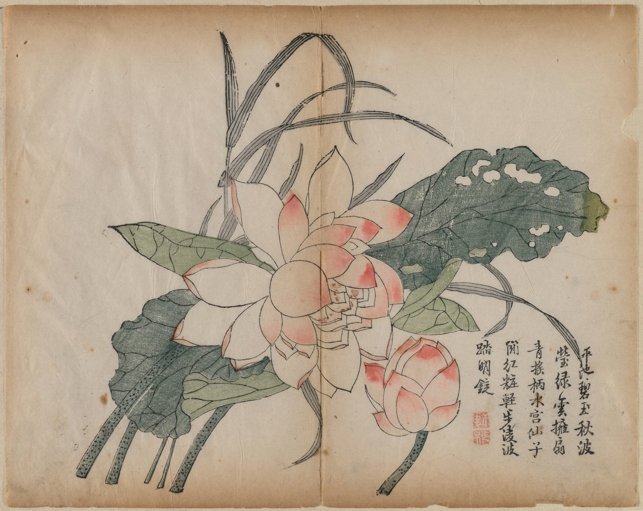 Fiore di Loto in Fiore e Bocciolo da Unknown artist