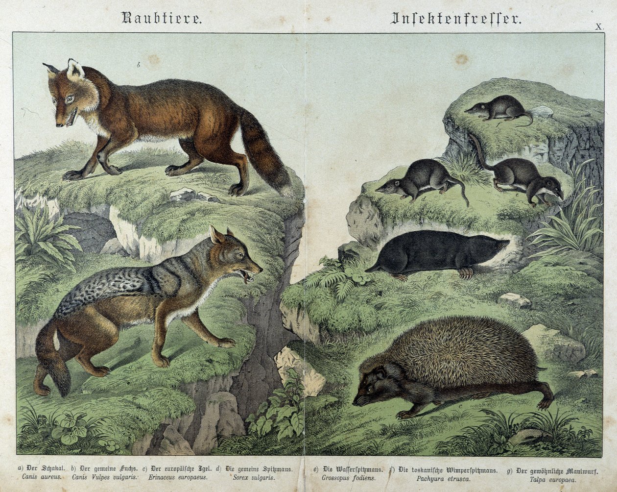 Volpe, volpe argentata, toporagni, talpa e riccio - in "Natural histories of mammals", ed. Schreiber da Unknown artist