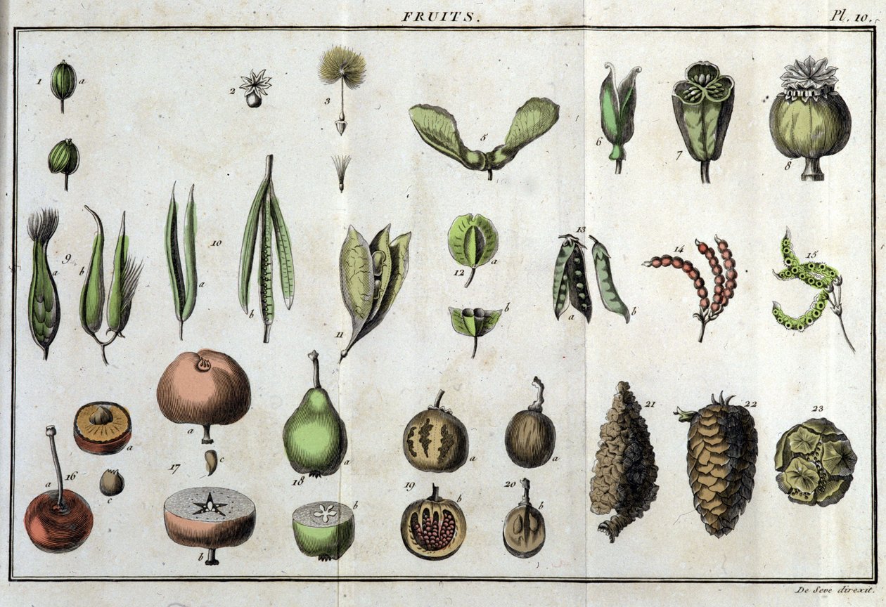Frutti: in “Flora Francese, o una breve descrizione di tutte le piante che crescono naturalmente in Francia, disposte secondo un nuovo metodo di analisi a cui si allega la citazione delle loro virtù meno equivoche in medicina e la loro utilità nelle arti” da Unknown artist