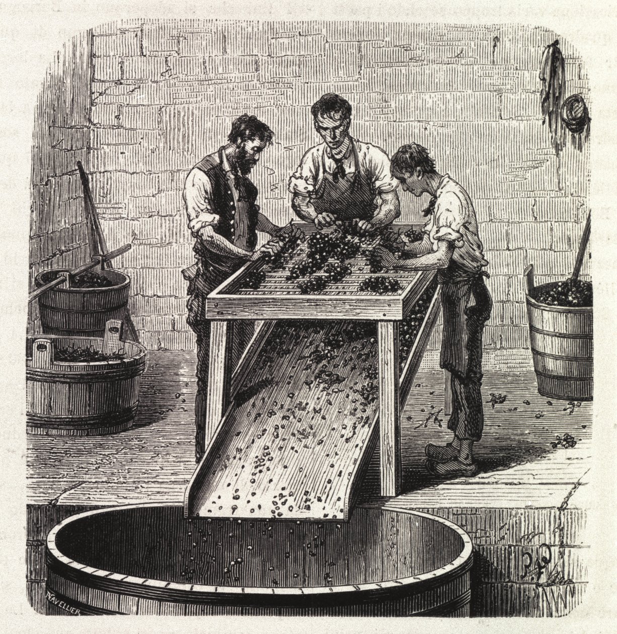 Classificazione delle uve su una griglia durante il processo di produzione del vino di qualità superiore della Borgogna. Incisione della fine del XIX secolo da Unknown artist