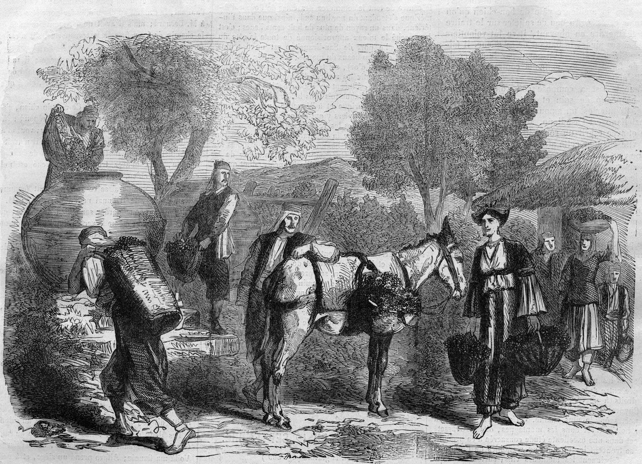 Vendemmia a Cipro - Incisione da "Le Journal Illustré" da Unknown artist