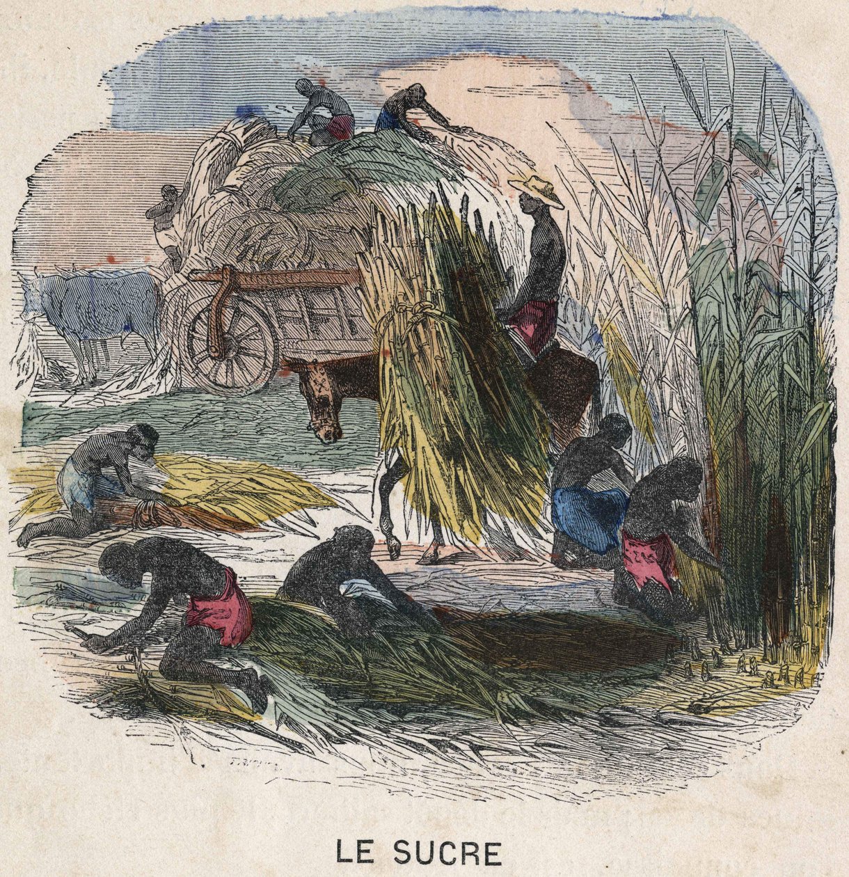 Raccolta della canna da zucchero nelle Indie Occidentali. Illustrazione del XIX secolo. Collezione Bianchetti. da Unknown artist