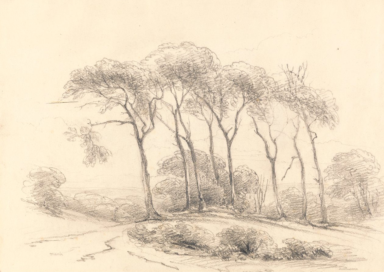 Alberi alti da Unknown artist