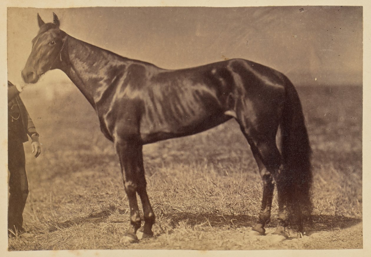 [Cavallo in un campo] da Unknown artist