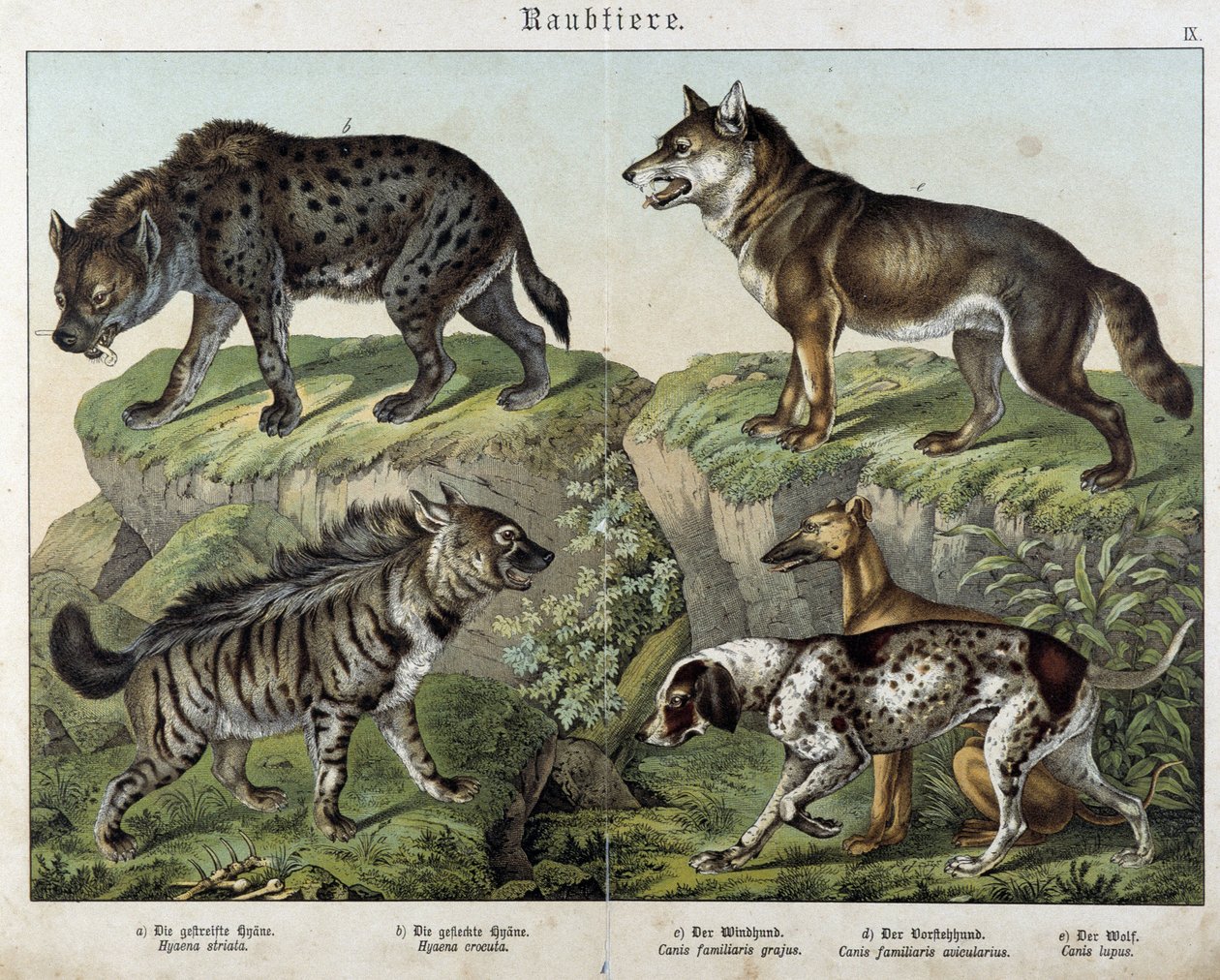 Iene e cani - in "Histoires naturelles des mammifères", ed. Schreiber da Unknown artist