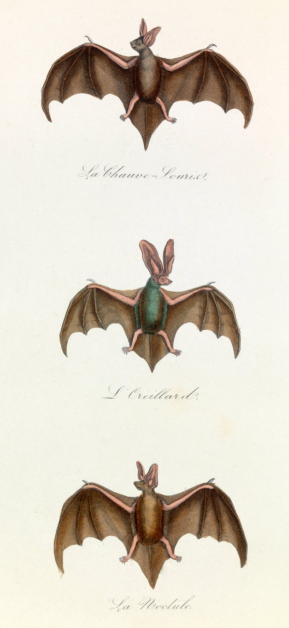 Illustrazione tratta dal libro "Opere complete di Buffon": Les Quadrupedes: Bat souris (incisione) da Unknown artist