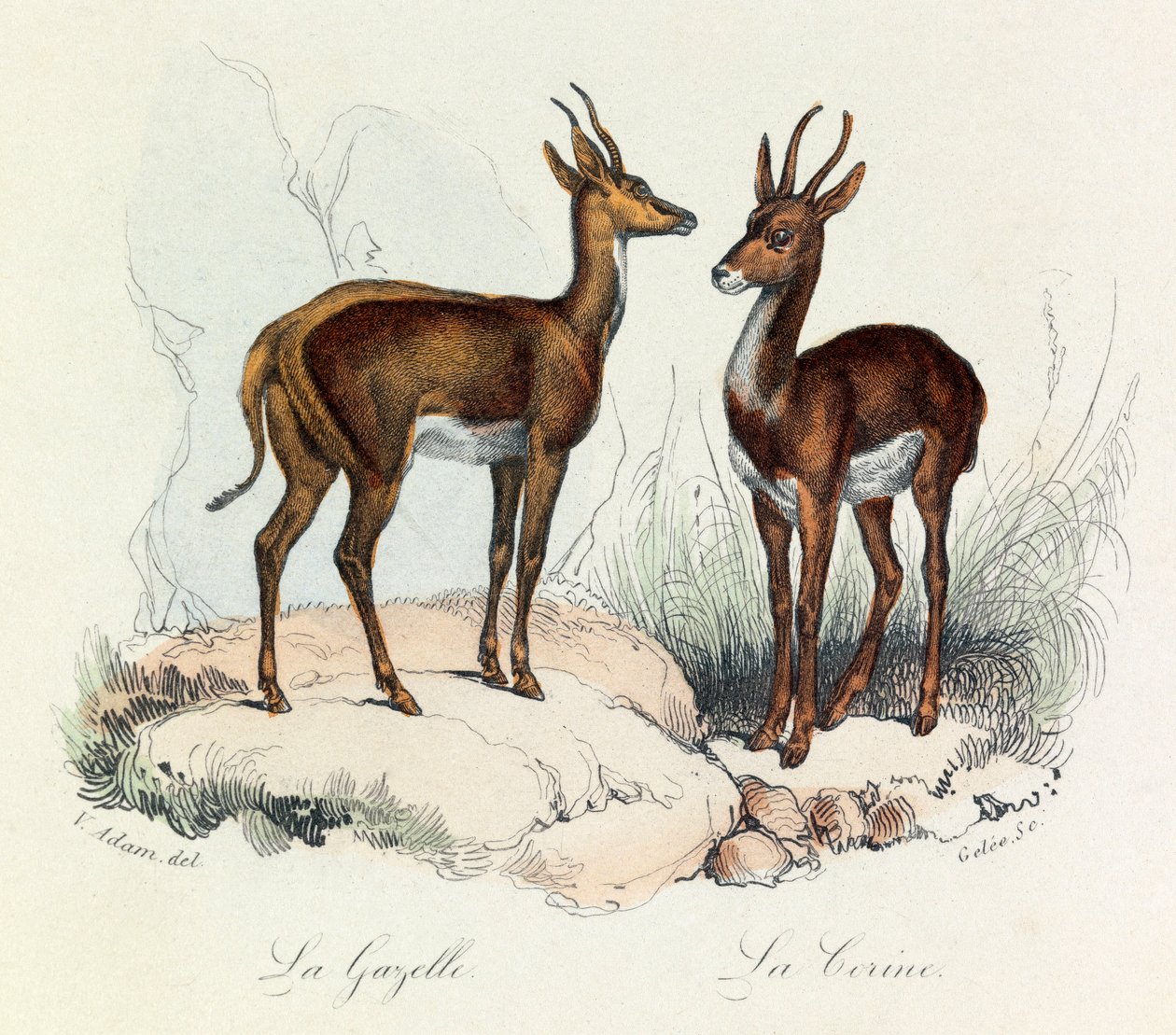 Illustrazione tratta dal libro "Opere complete di Buffon": Les Quadrupedes: La gazelle et la corine (incisione) da Unknown artist