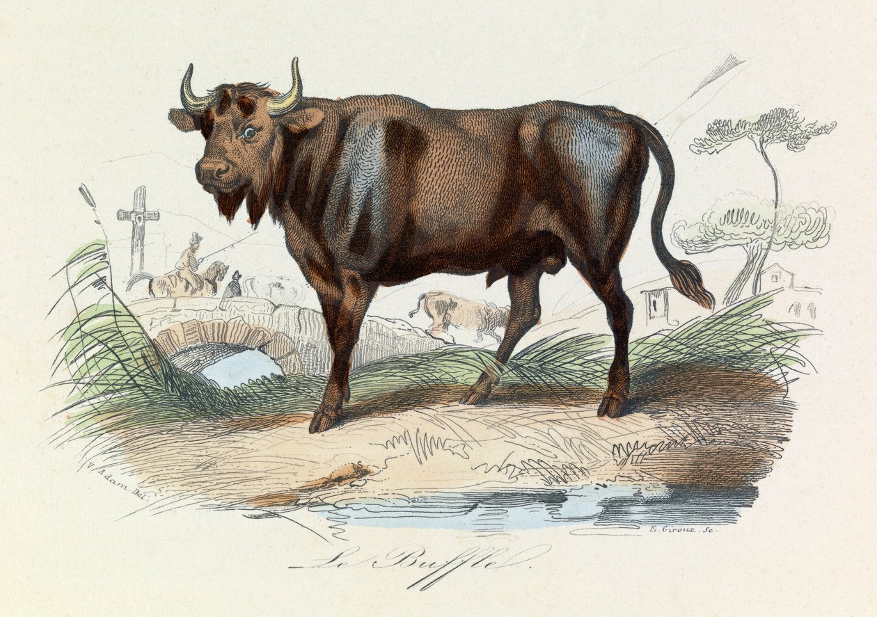 Illustrazione tratta dal libro "Opere complete di Buffon": Les Quadrupedes: Il bufalo (incisione) da Unknown artist