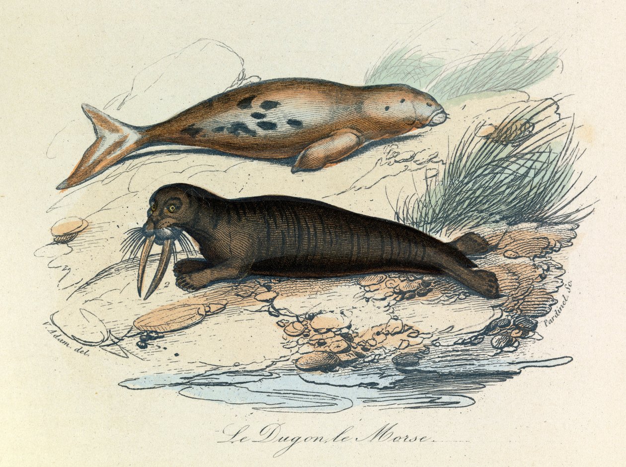 Illustrazione tratta dal libro "Opere complete di Buffon": Les Quadrupedes: Le dugon et le walrus (incisione) da Unknown artist