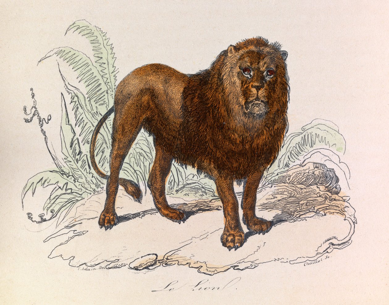 Illustrazione tratta dal libro "Opere complete di Buffon": Les Quadrupedes: Il leone (incisione) da Unknown artist
