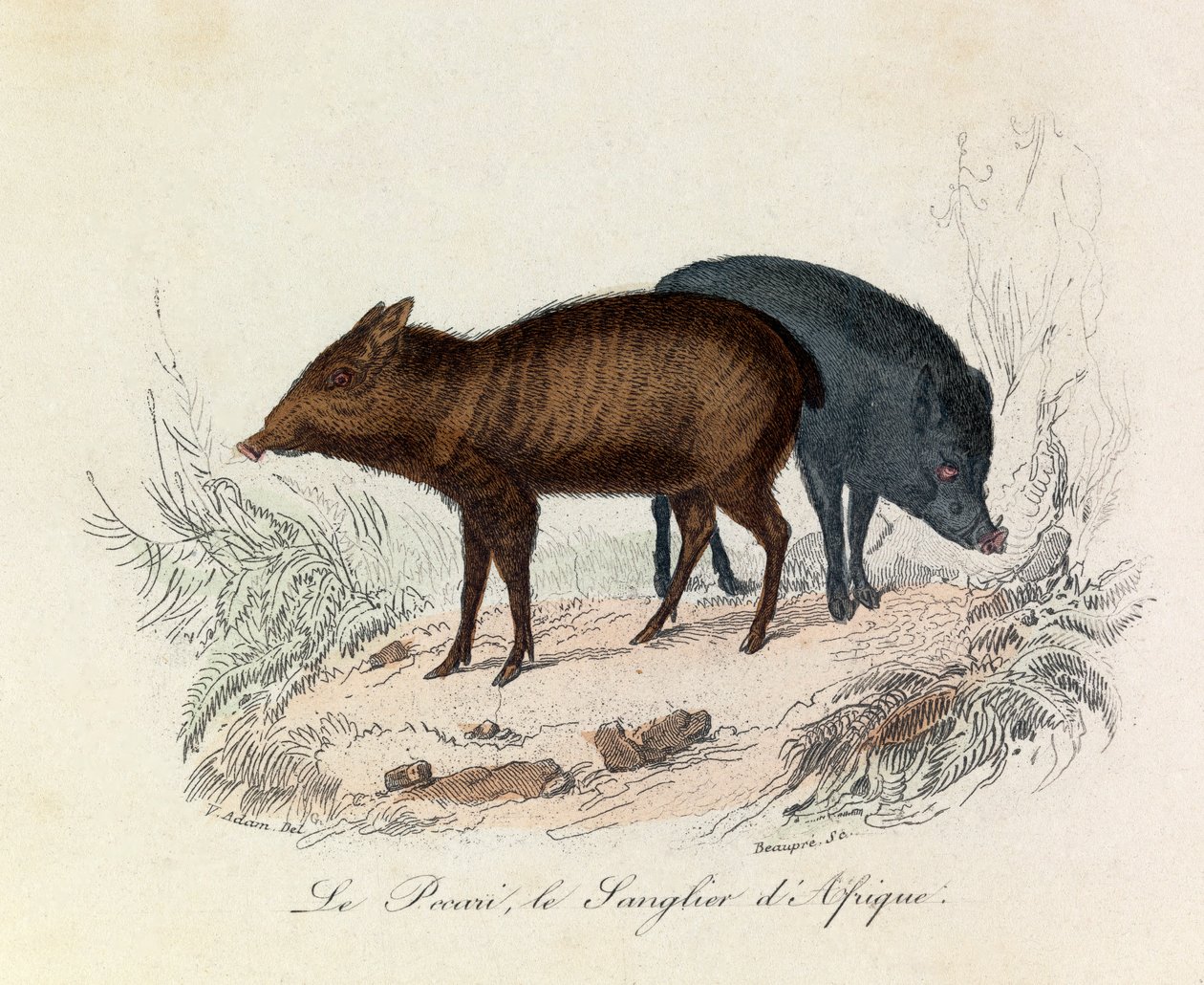 Illustrazione tratta dal libro "Opere complete di Buffon": Les Quadrupedes: Le pecari et le boar d