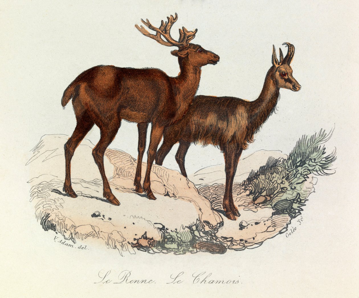 Illustrazione tratta dal libro "Opere complete di Buffon": Les Quadrupedes: Le reinne et la chamois (incisione) da Unknown artist