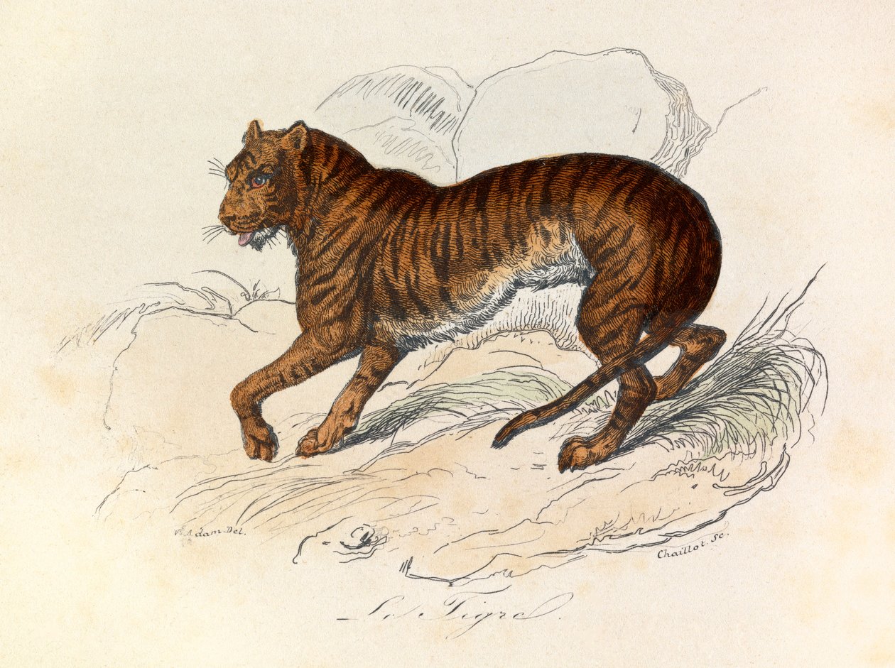 Illustrazione tratta dal libro "Opere complete di Buffon": Les Quadrupedes: Le tigre (incisione) da Unknown artist