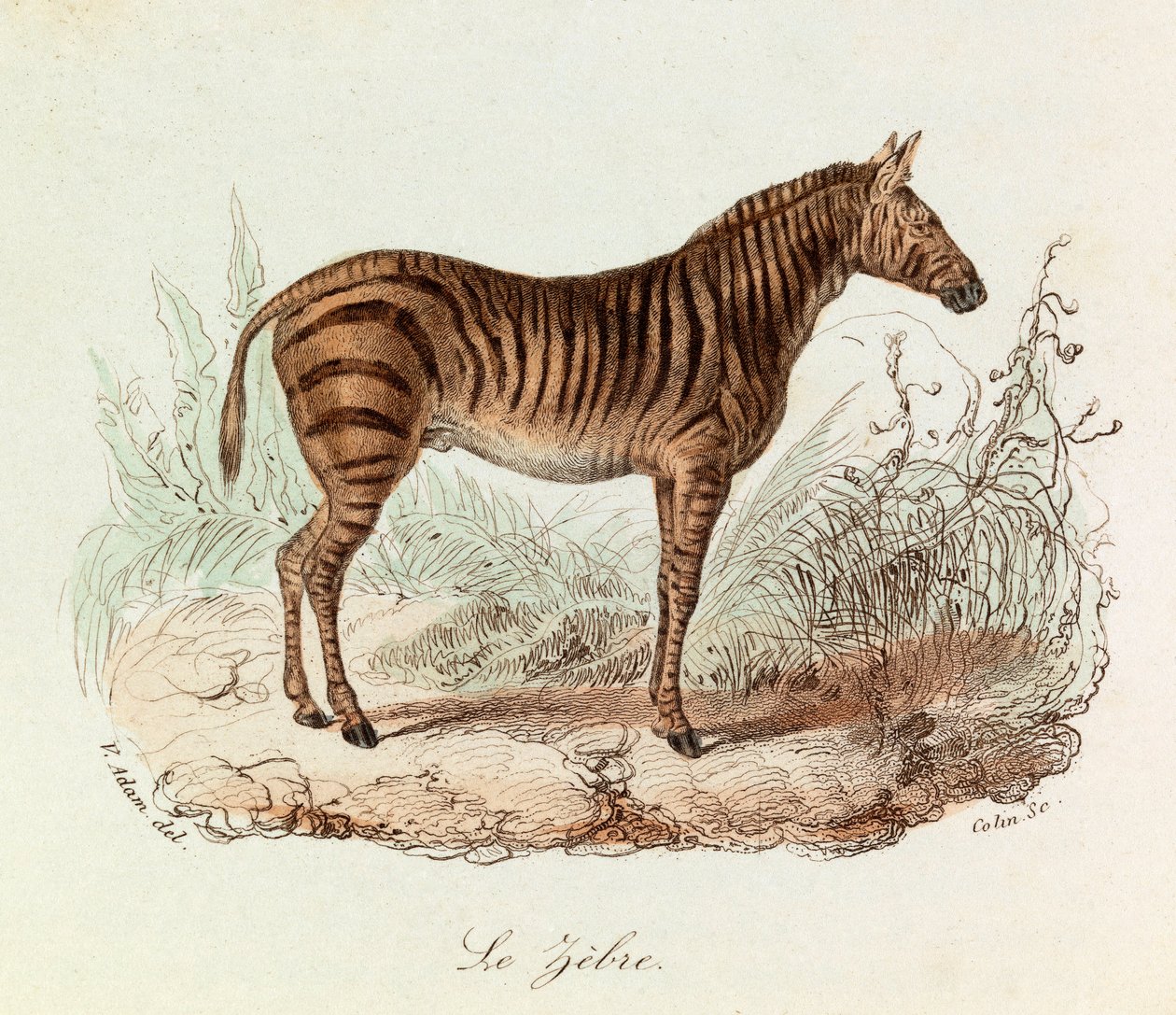 Illustrazione tratta dal libro "Opere complete di Buffon": Les Quadrupedes: Le zebre (incisione) da Unknown artist