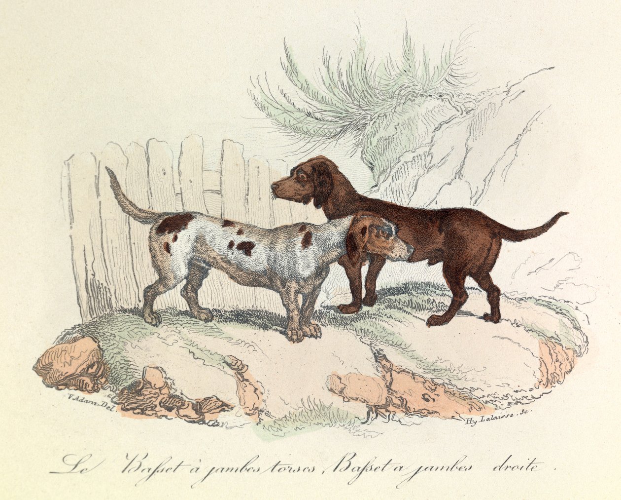 Illustrazione tratta dal libro "Opere complete di Buffon": Les animaux: Il bassetto a gambe tese e il bassetto a gambe dritte (incisione) da Unknown artist