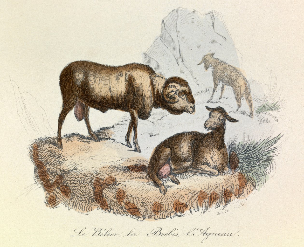 Illustrazione tratta dal libro "Opere complete di Buffon": Les animaux: Le belier, la ewe et l