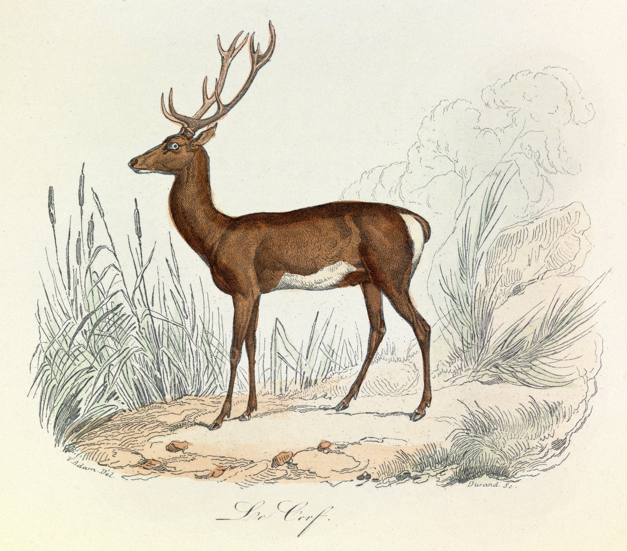 Illustrazione tratta dal libro "Opere complete di Buffon": Les animaux: Le cerf (incisione) da Unknown artist