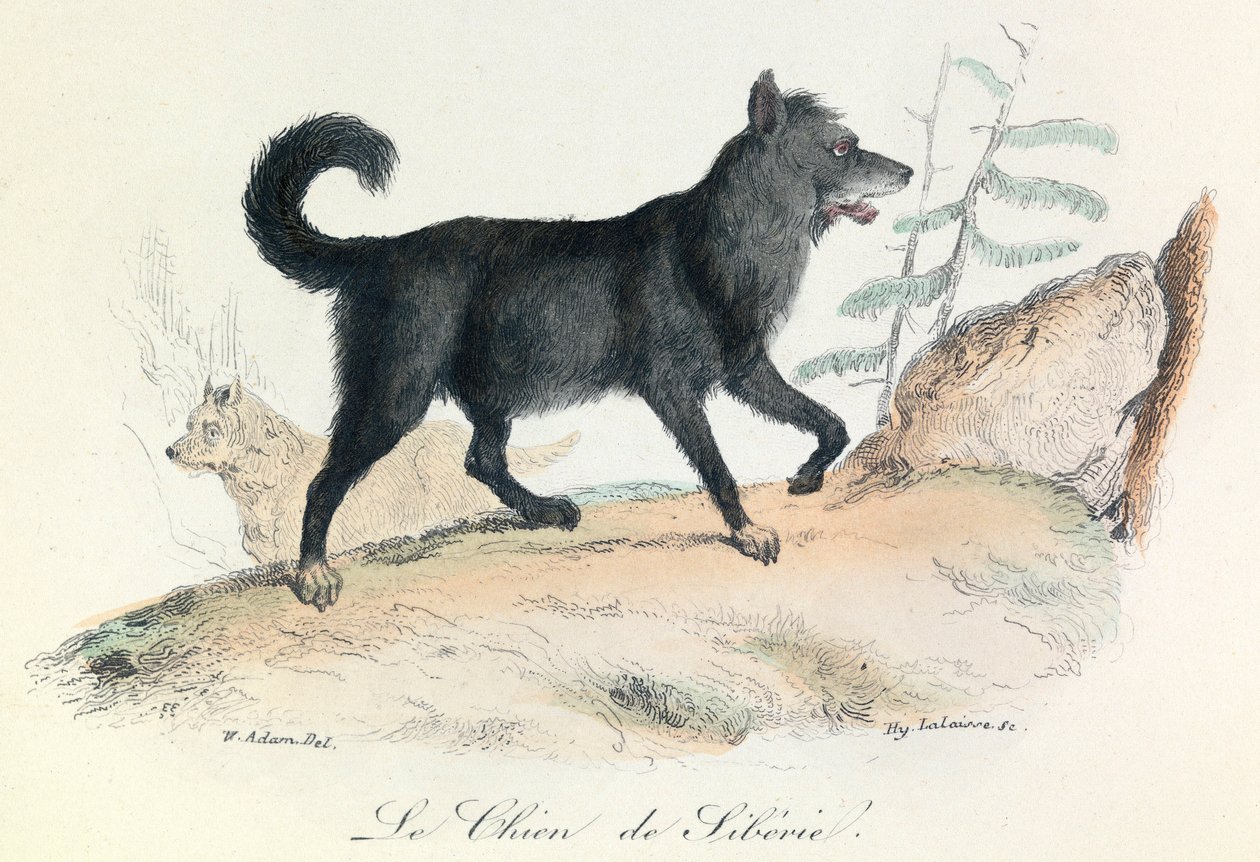 Illustrazione tratta dal libro "Opere complete di Buffon": Les animaux: Le chien de Siberie (incisione) da Unknown artist