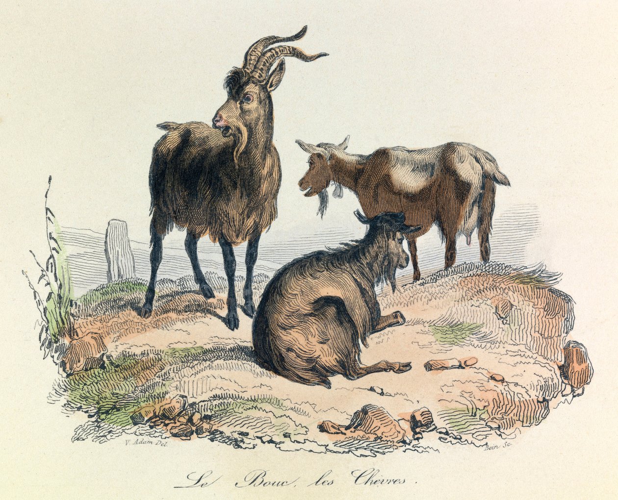 Illustrazione tratta dal libro "Opere complete di Buffon": Les animaux: La capra e le capre (incisione) da Unknown artist