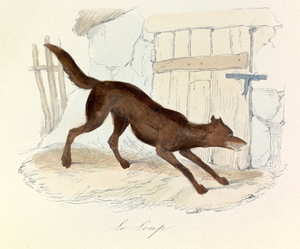 Illustrazione tratta dal libro "Opere complete di Buffon": Les animaux: Le loup (incisione) da Unknown artist