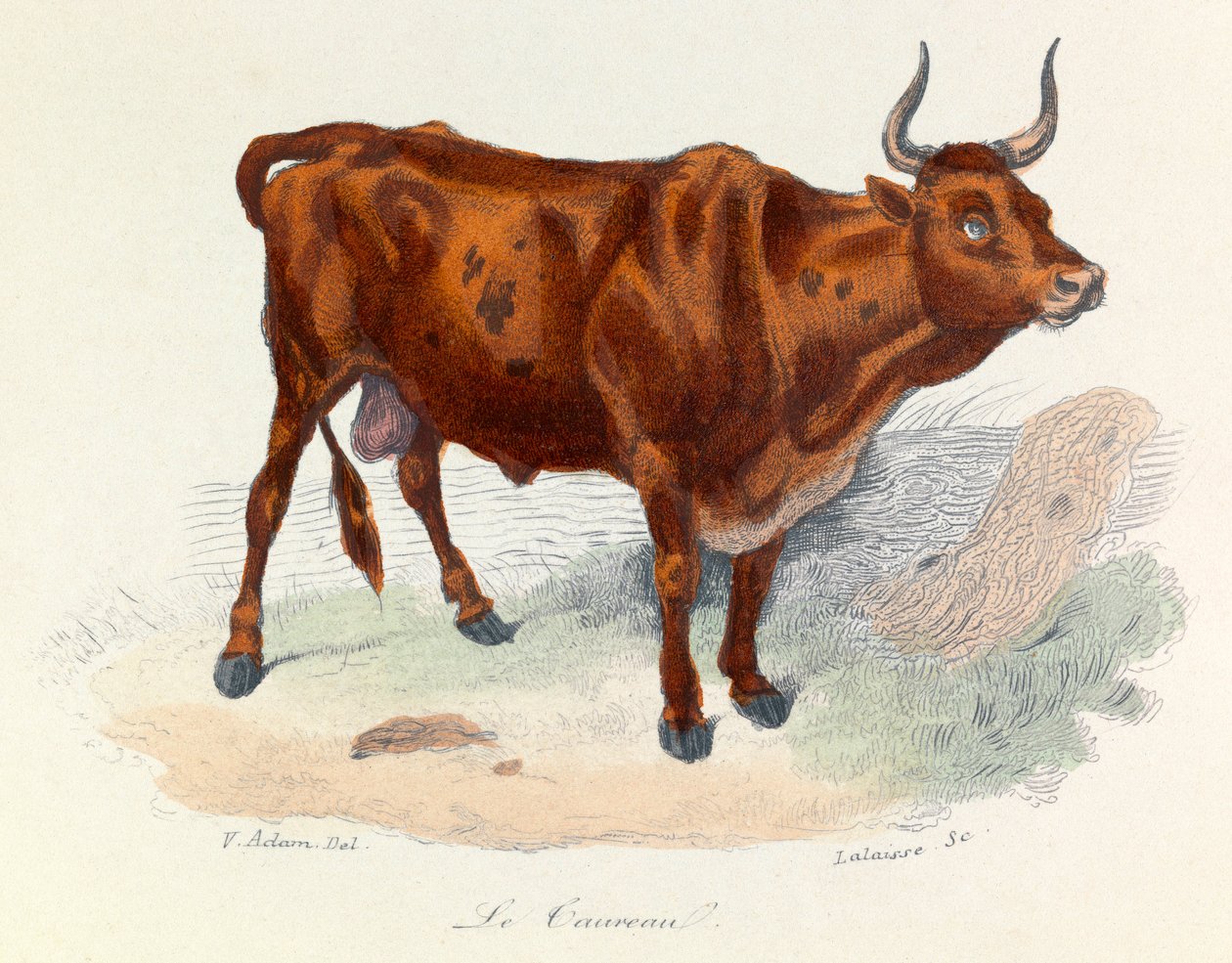 Illustrazione tratta dal libro "Opere complete di Buffon": Les animaux: Le taureau (incisione) da Unknown artist