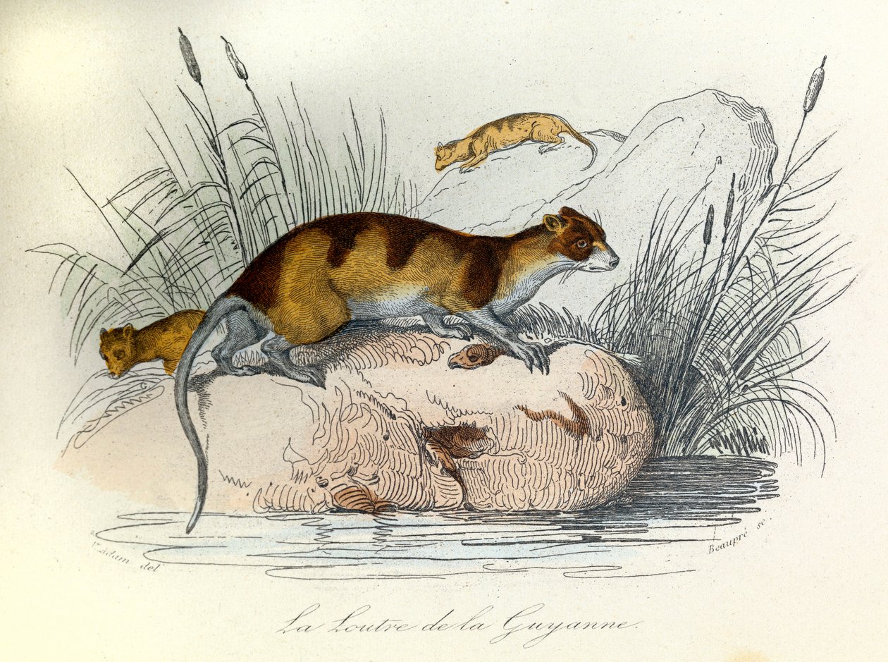 Illustrazione tratta dal libro "Opere complete di Buffon": Les animaux domestiques: La lontra della Guiana (incisione) da Unknown artist