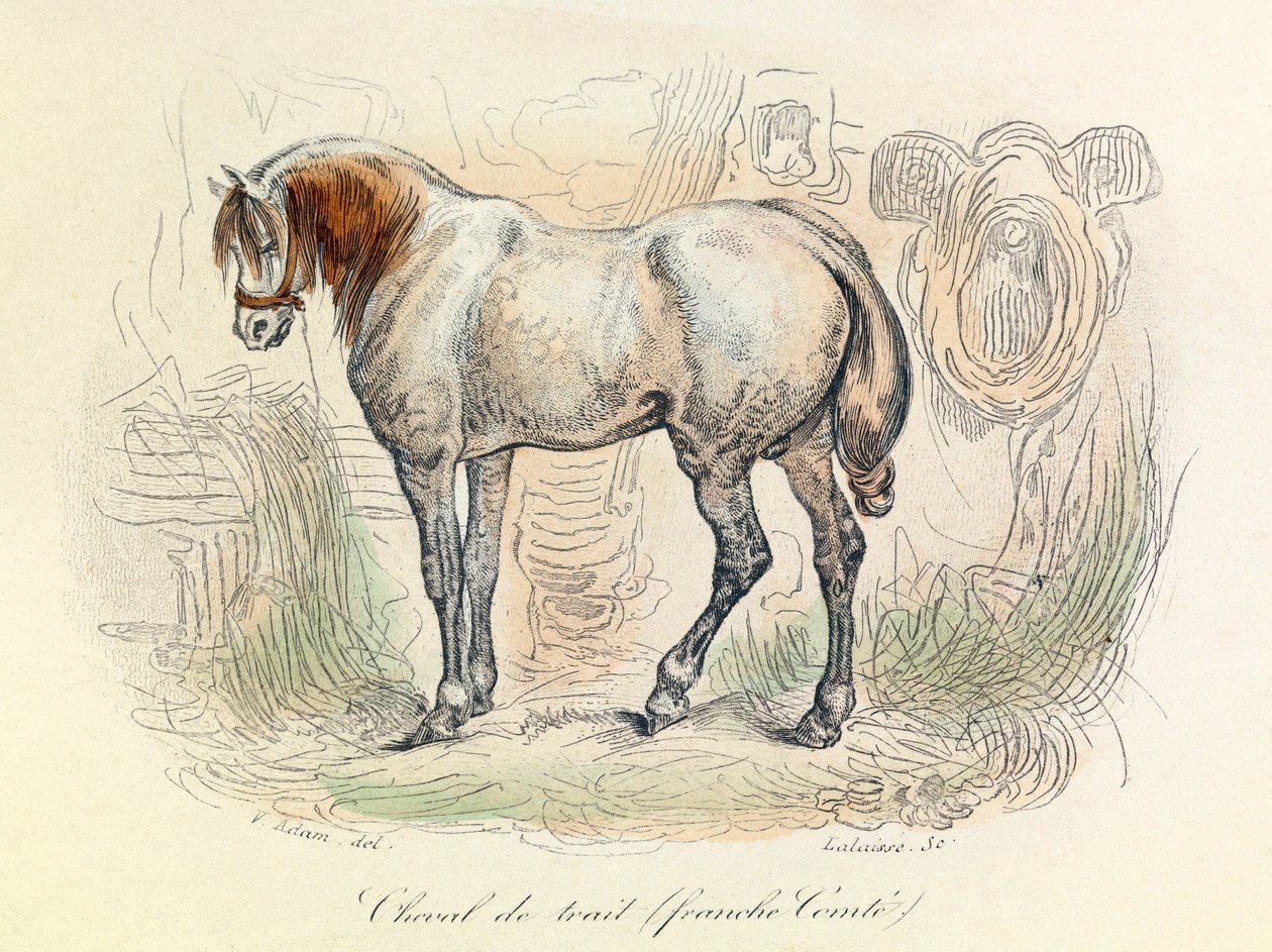 Illustrazione del cavallo Franc Comtois, classificato da Linneene e Cuvier (incisione) da Unknown artist
