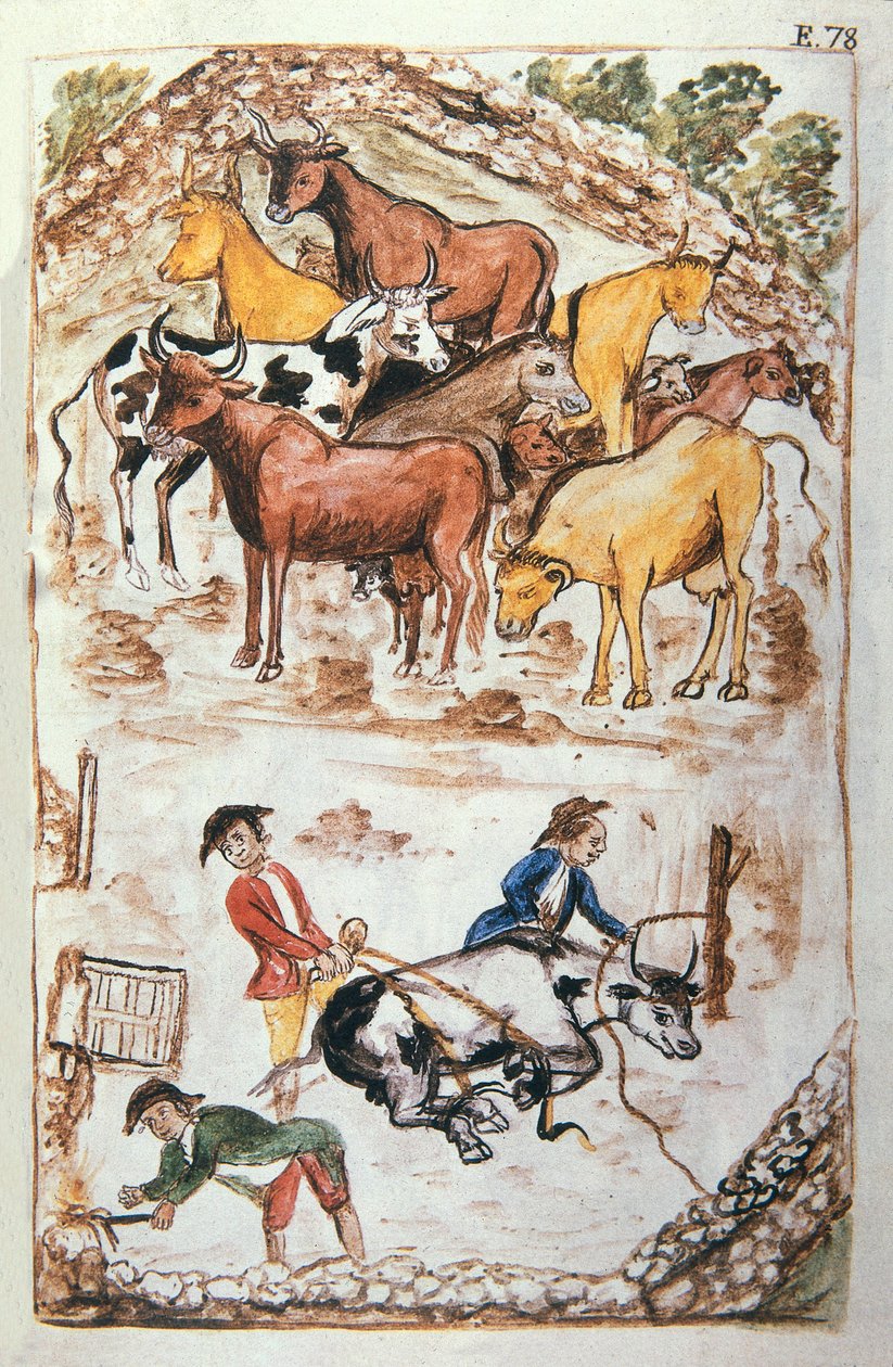 Guardiani indiani delle mucche, dal libro "Trujillo del Peru" o "Codice Martínez Compañón", di Baltazar Martinez Compañón y Bujanda, vescovo di Trujillo (1782-1785) da Unknown artist
