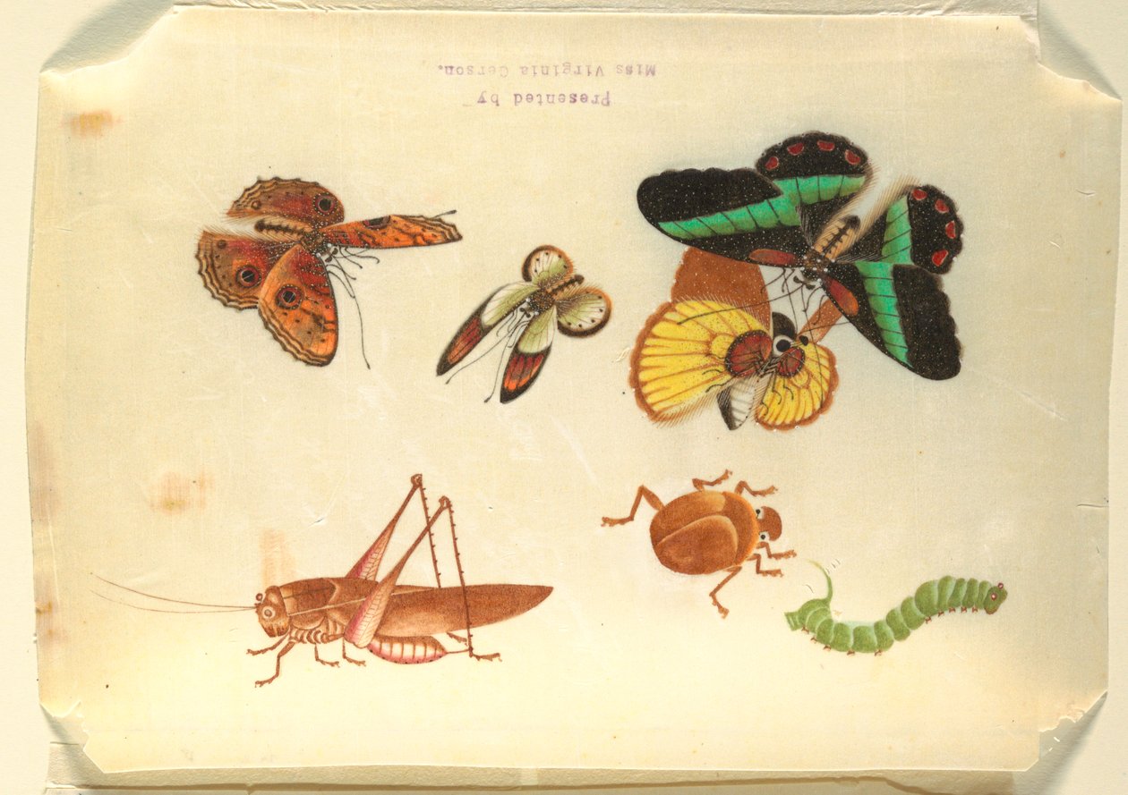 Insetti da Unknown artist