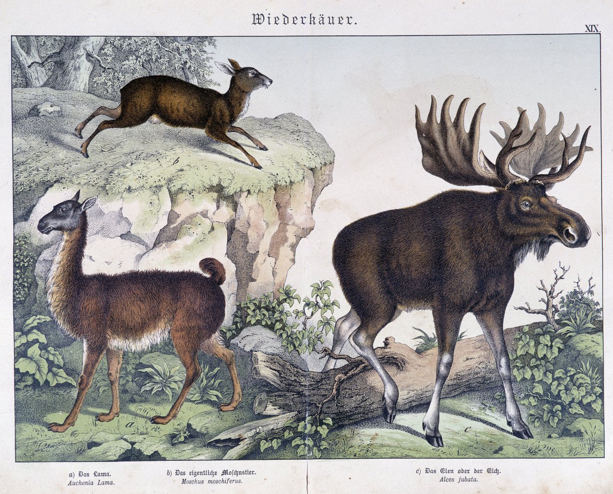Lama, alce - in "Natural histories of mammals", ed. Schreiber da Unknown artist