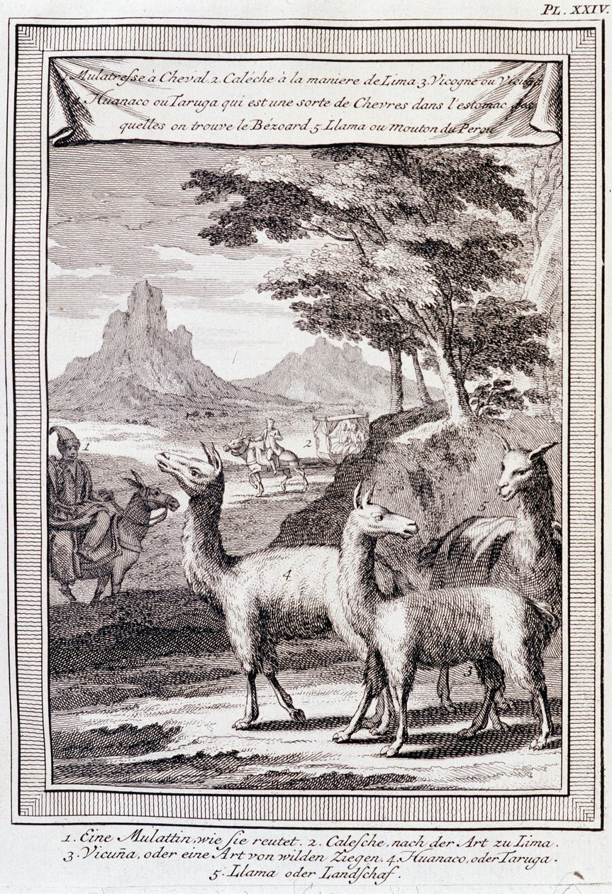 Lama del Perù - in “Viaggio storico dell