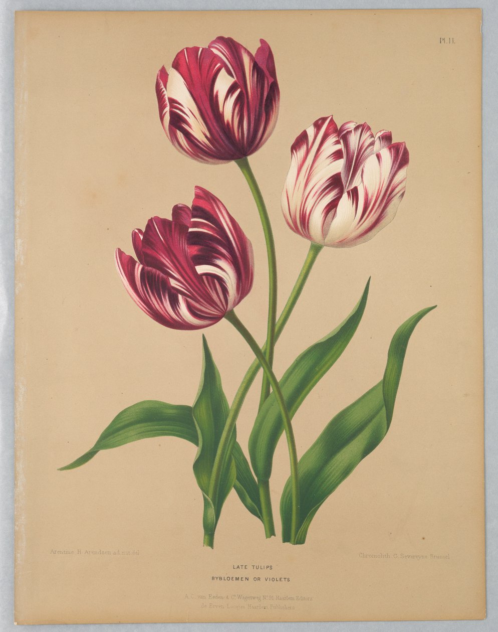 Tulipani tardivi / Bybloemen o violette da Unknown artist