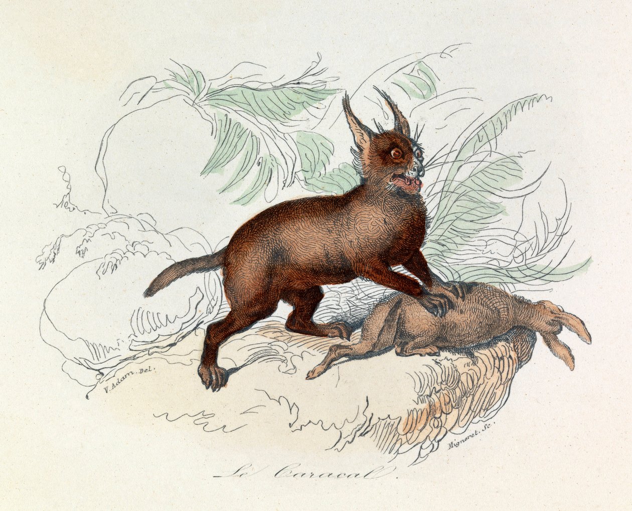 Il caracal (Felis caracal) è un mammifero quadrupede della famiglia dei Felidae (incisione). da Unknown artist