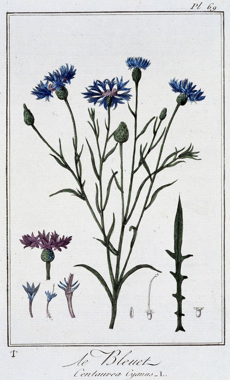 Il fiordaliso (Centaurea Cyanus) - in "Exercises de botany à l