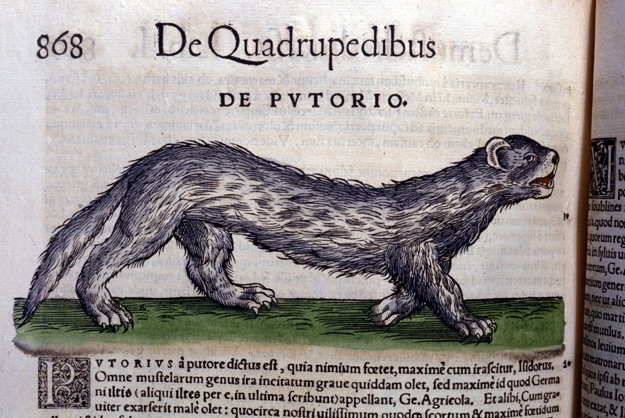 Le fertois - in Historia Animalium di Conrad Gesner, Tiguri da Unknown artist