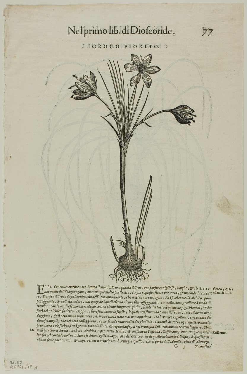 Foglia da Discorsi di Petrus Andreas Matthiolus, tavola 99 da Incisioni dai libri del XVI secolo da Unknown artist