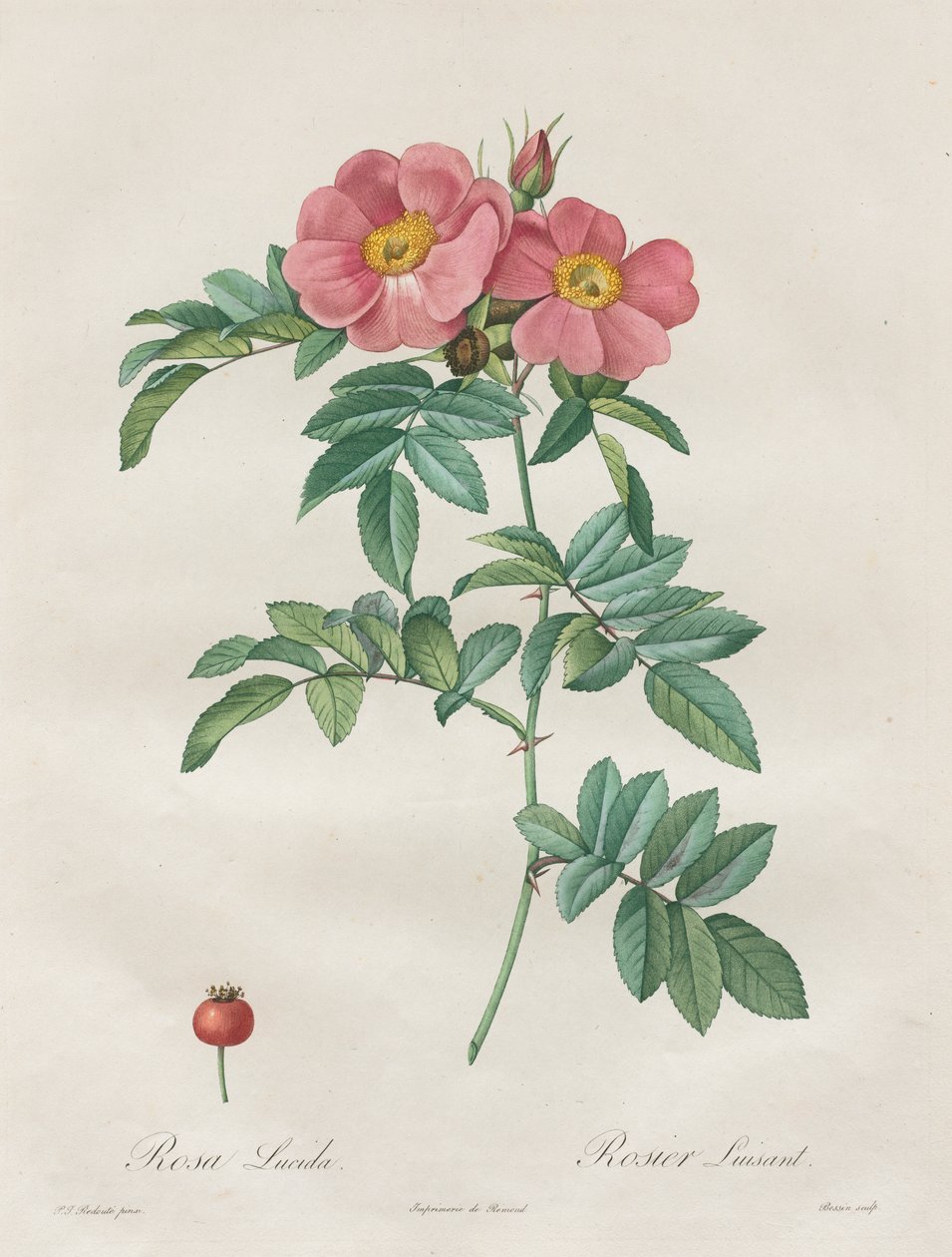 Le rose: Rosa Lucida da Unknown artist