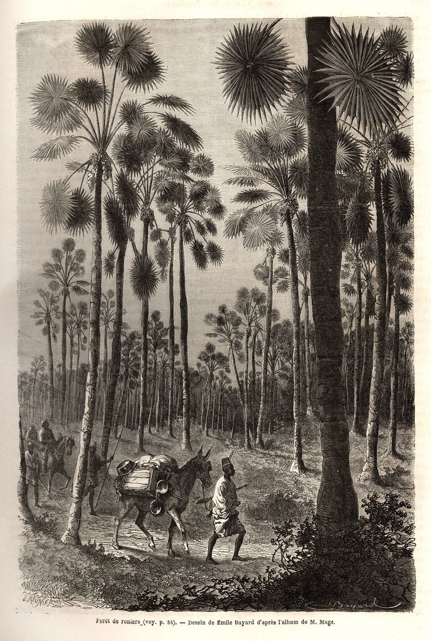 La carovana del Tenente Mage avanza verso il Niger e attraversa una foresta di palme giganti nella provincia di Damfa, Mali. Incisione per illustrare il viaggio nel Sudan occidentale del Tenente (Marina) M.Mage, nel 1863-1866, pubblicato in "Le tour du mon da Unknown artist