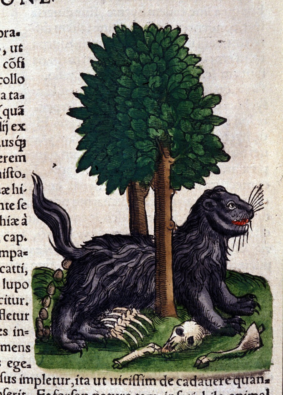 Leone. in Historia Animalium di Conrad Gesner, Tiguri da Unknown artist