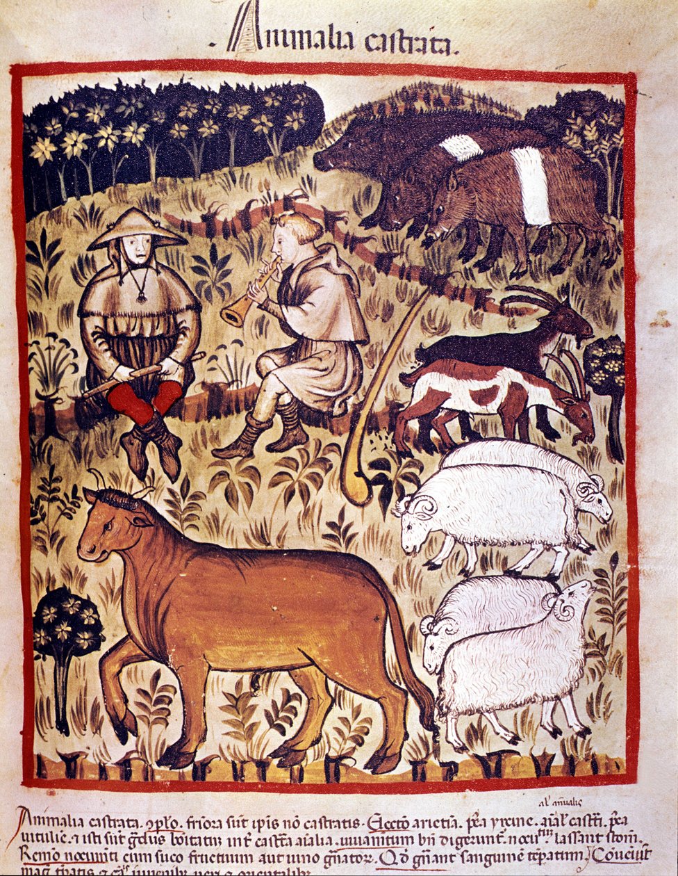 Allevamento di bestiame, pecore, capre e maiali. Miniatura dal Tacuinum sanitatis da Unknown artist