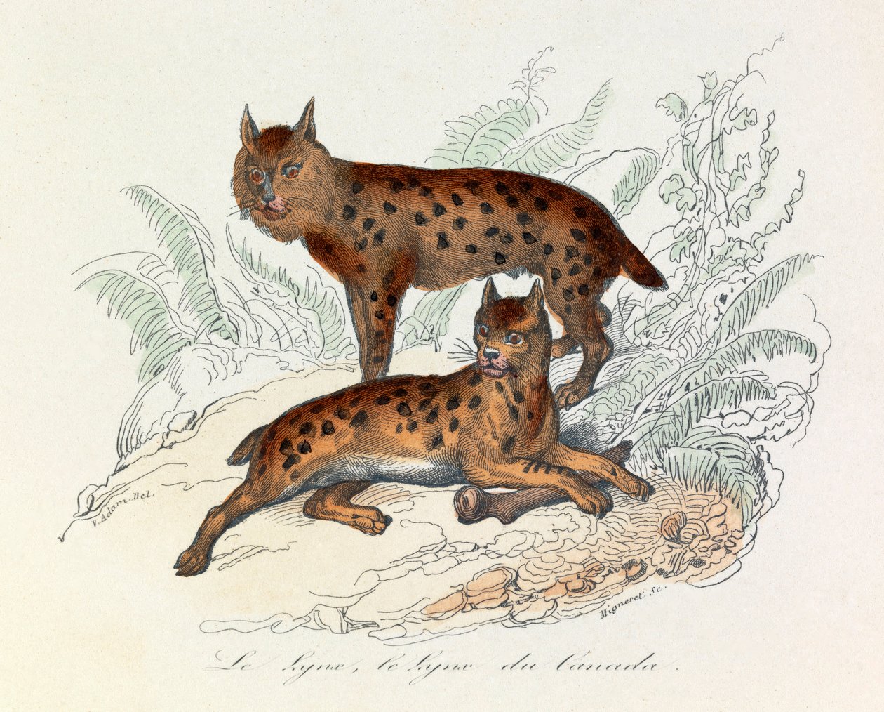 Lince e lince canadese, due mammiferi quadrupedi, classificati da Linneene e Cuvier (incisione) da Unknown artist