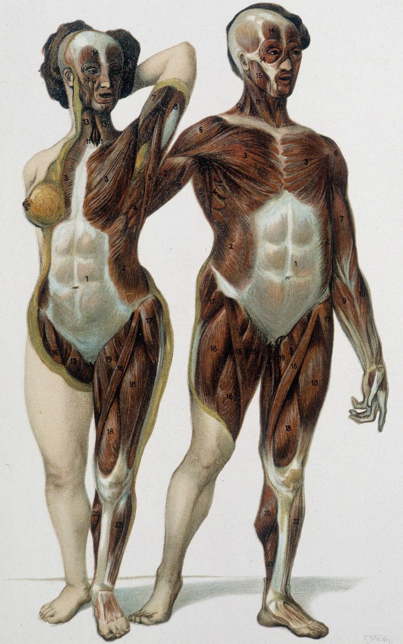 Uomo e donna scuoiati: muscoli - libro di medicina, fine XIX secolo da Unknown artist