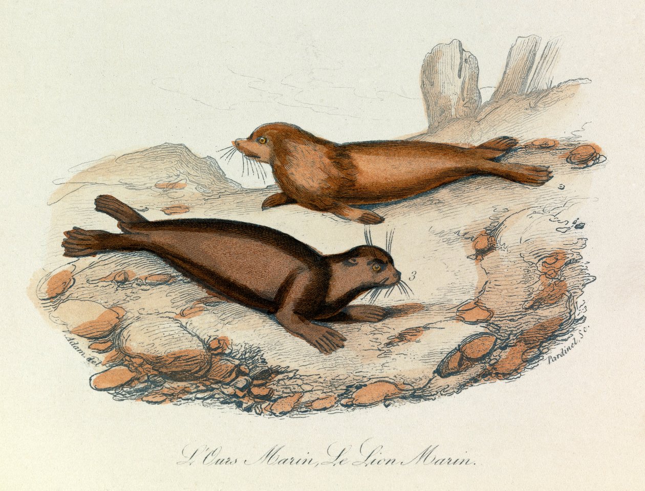Orso e leone marini classificati secondo la nomenclatura di Linneene e la classificazione di Cuvier (incisione) da Unknown artist